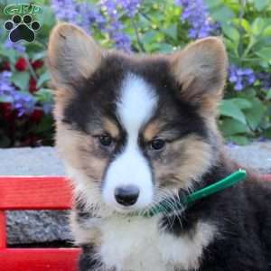 Buttercup, Pembroke Welsh Corgi Puppy