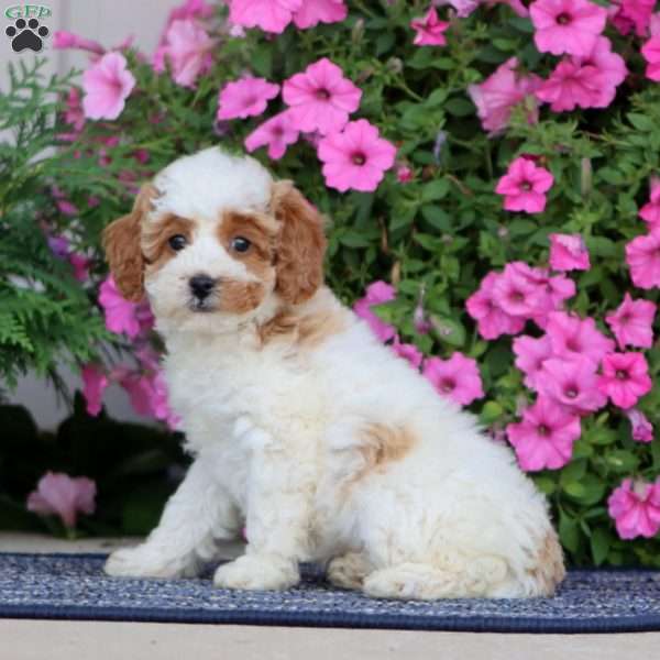 Buttercup, Miniature Poodle Puppy
