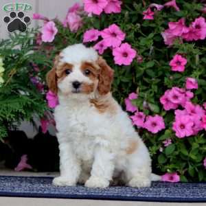 Buttercup, Miniature Poodle Puppy