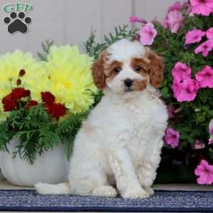 Buttercup, Miniature Poodle Puppy