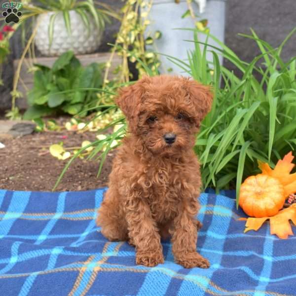 Button, Cavapoo Puppy