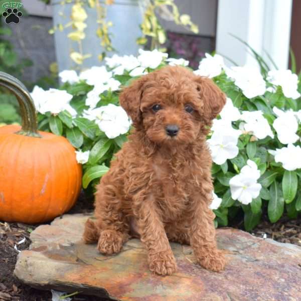 Button, Cavapoo Puppy