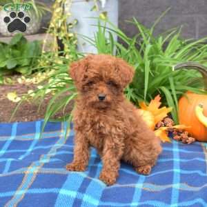 Button, Cavapoo Puppy