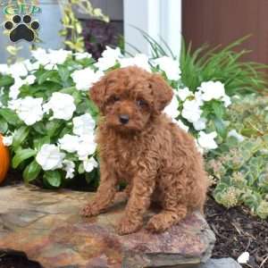 Button, Cavapoo Puppy