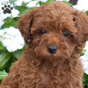 Button, Cavapoo Puppy