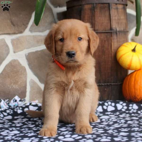 Caleb, Golden Retriever Puppy