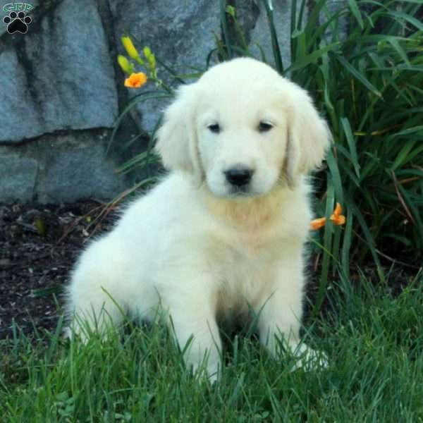 Caleb, English Cream Golden Retriever Puppy