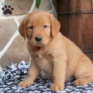Caleb, Golden Retriever Puppy