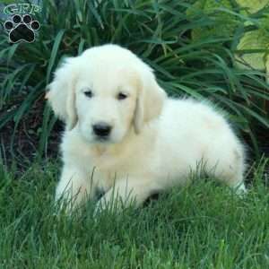 Caleb, English Cream Golden Retriever Puppy
