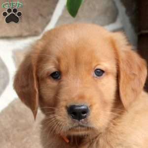 Caleb, Golden Retriever Puppy