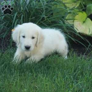 Caleb, English Cream Golden Retriever Puppy