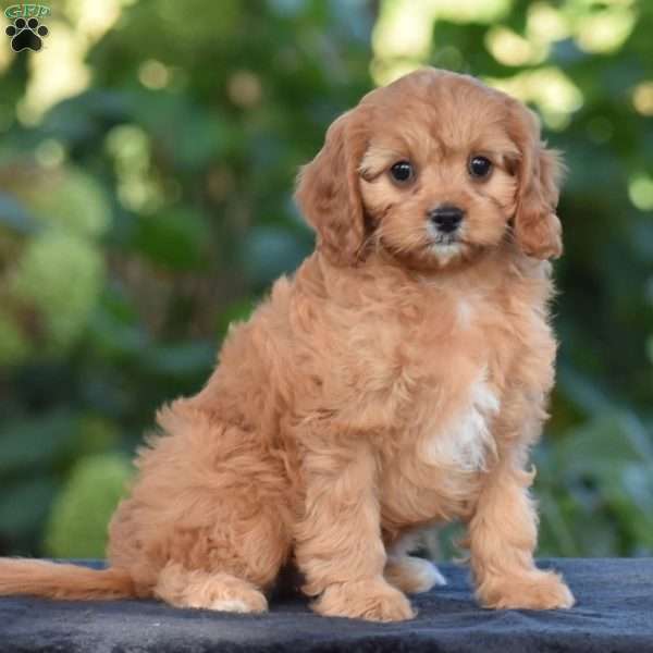 Callie, Cavapoo Puppy