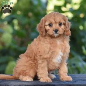Callie, Cavapoo Puppy