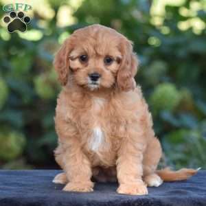 Callie, Cavapoo Puppy