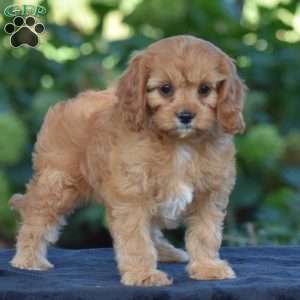 Callie, Cavapoo Puppy