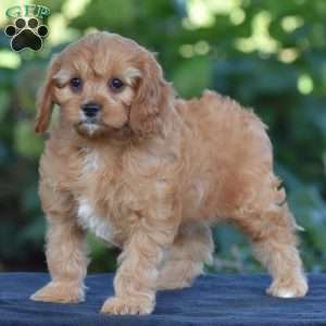 Callie, Cavapoo Puppy