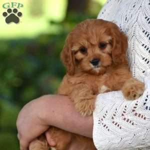 Callie, Cavapoo Puppy