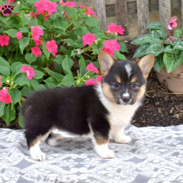 Callie, Pembroke Welsh Corgi Puppy
