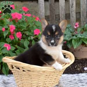Callie, Pembroke Welsh Corgi Puppy
