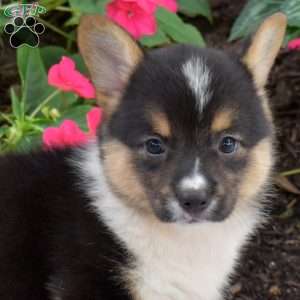 Callie, Pembroke Welsh Corgi Puppy