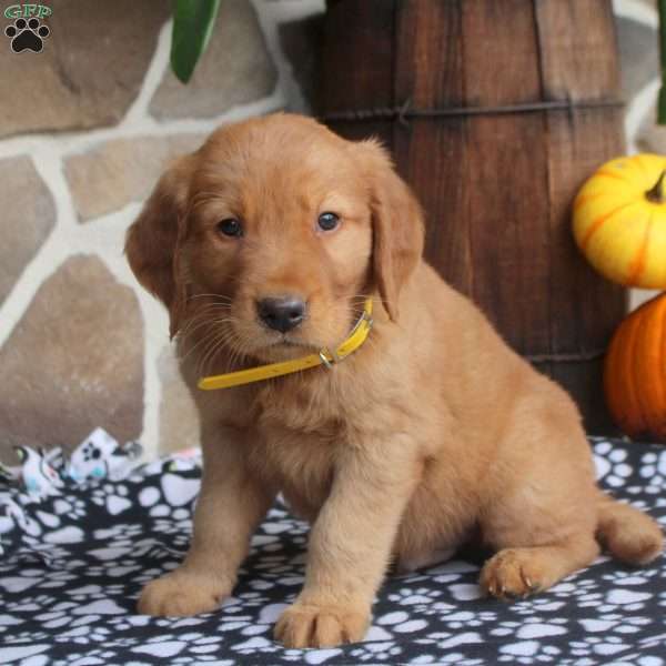 Callum, Golden Retriever Puppy