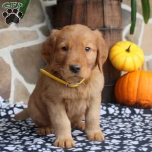 Callum, Golden Retriever Puppy