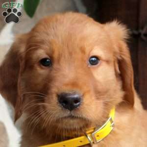 Callum, Golden Retriever Puppy