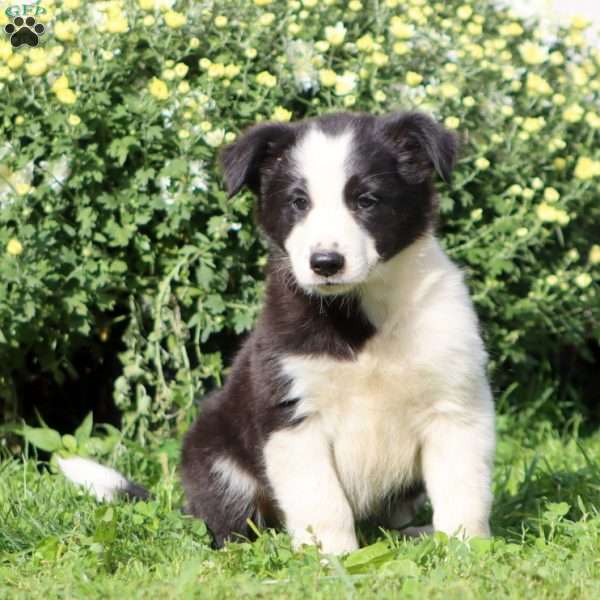 Calvin, Border Collie Mix Puppy