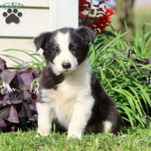 Calvin, Border Collie Mix Puppy