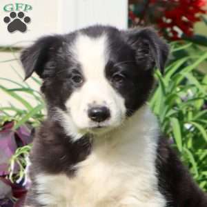 Calvin, Border Collie Mix Puppy