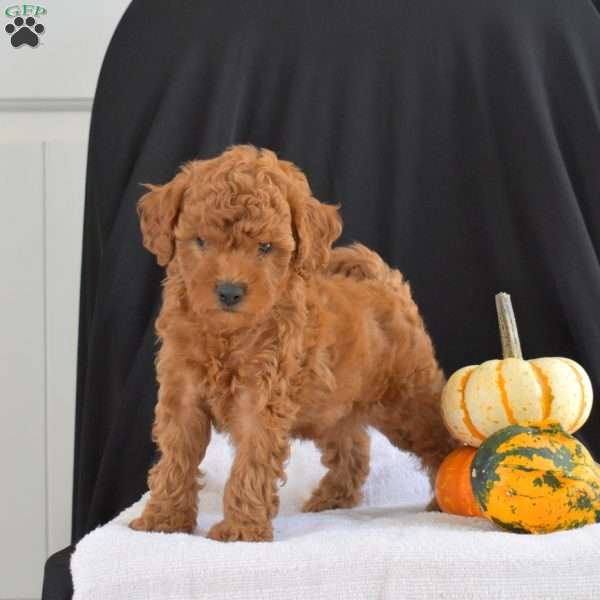 Camper, Cavapoo Puppy
