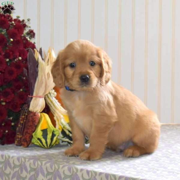 Camper, Miniature Golden Retriever Puppy