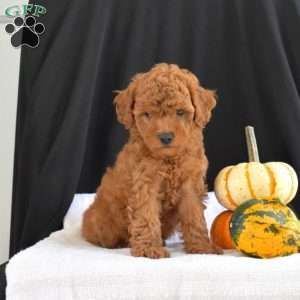 Camper, Cavapoo Puppy