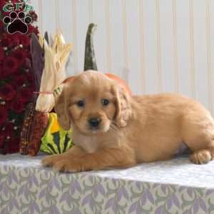 Camper, Miniature Golden Retriever Puppy