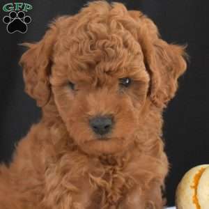 Camper, Cavapoo Puppy