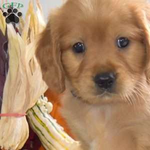 Camper, Miniature Golden Retriever Puppy