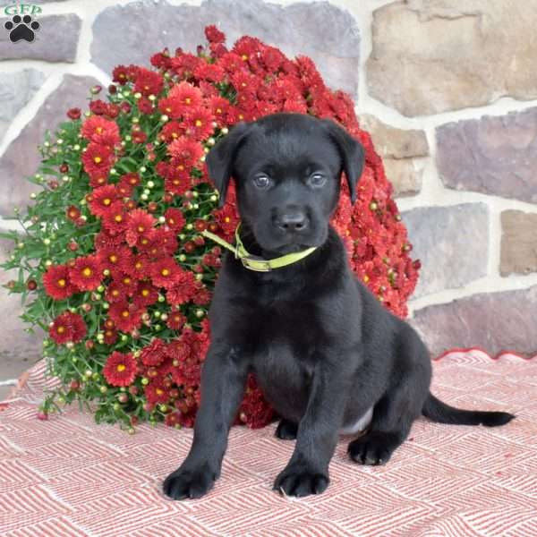 Candy, Black Labrador Retriever Puppy
