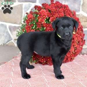 Candy, Black Labrador Retriever Puppy