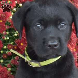 Candy, Black Labrador Retriever Puppy