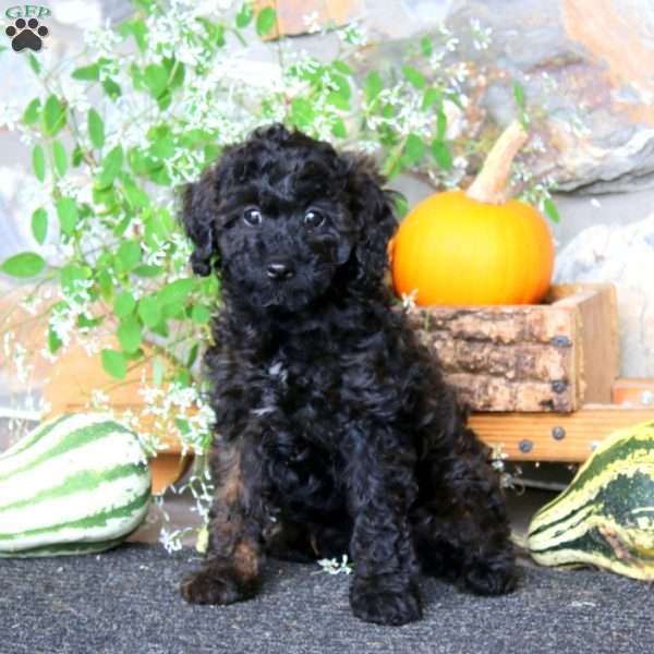 Candy, Miniature Poodle Puppy