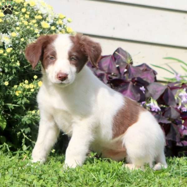 Candy, Border Collie Mix Puppy