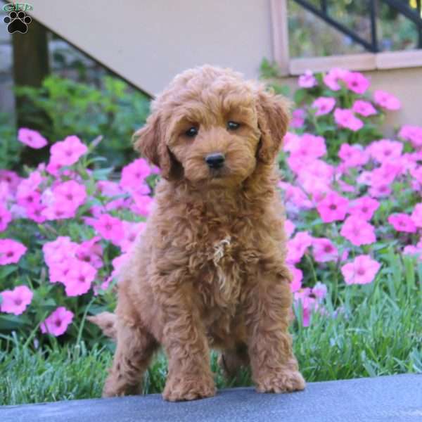 Candy, Goldendoodle Puppy