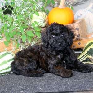 Candy, Miniature Poodle Puppy
