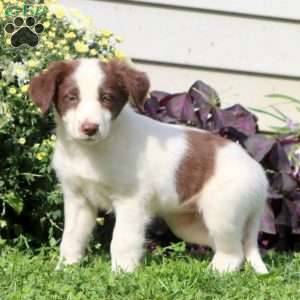 Candy, Border Collie Mix Puppy