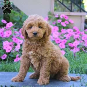 Candy, Goldendoodle Puppy