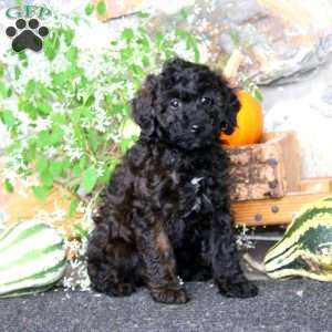 Candy, Miniature Poodle Puppy