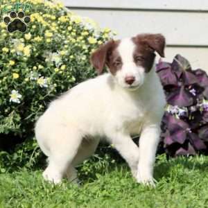 Candy, Border Collie Mix Puppy