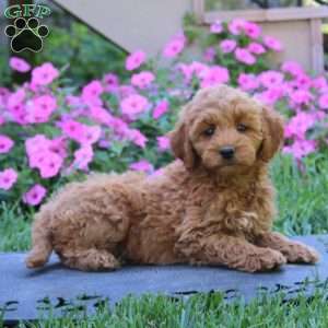 Candy, Goldendoodle Puppy