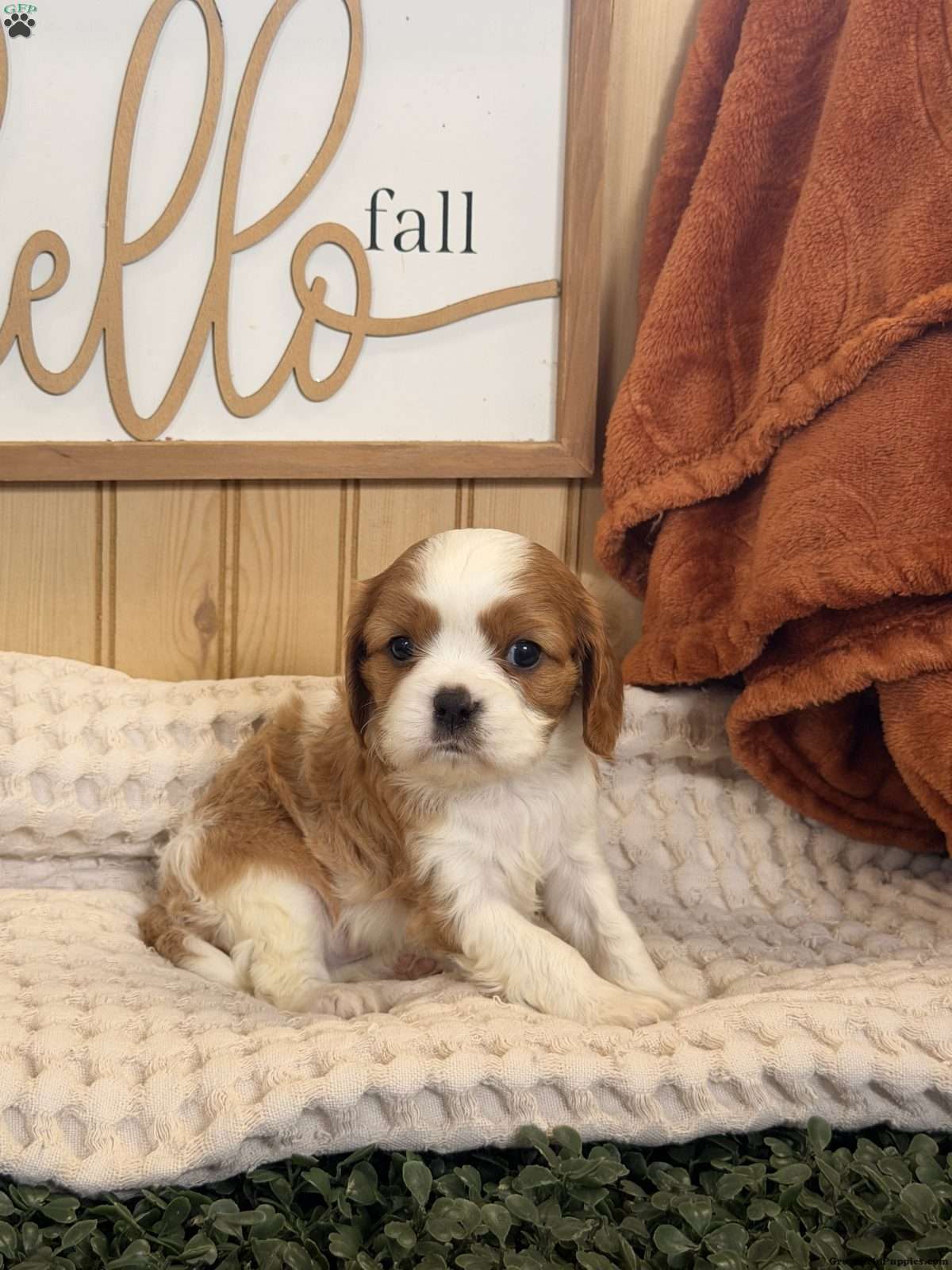 Captain (Cavalier King Charles Spaniel, Male) in Topeka, IN