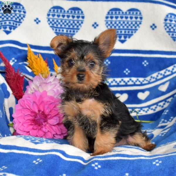 Captain, Yorkie Puppy